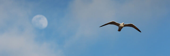 Seagull on the background of the moon, bird flight over the tourist city