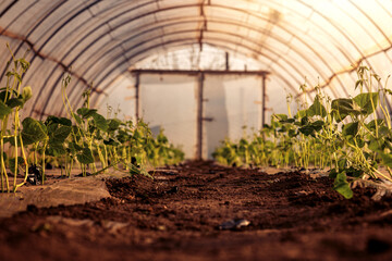 Pepper plants inside a greenhouse