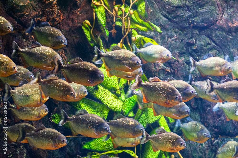 Wall mural piranha fish underwater close up portrait