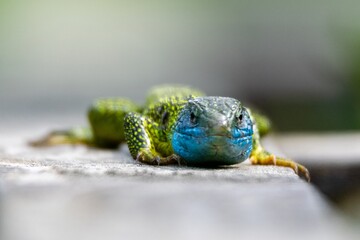 portrait of occidental green lizard