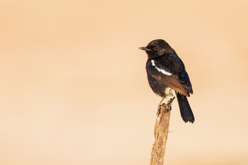 Pied Bushchat perching on a tip of a perch