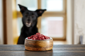 Funny dog looking at bowl with fresh meat