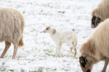 Head of sheep with a newborn lamb that still has blood on its navel, eating grass in the pasture. Grass is covered with snow. Winter on the farm. Blur, selective focus