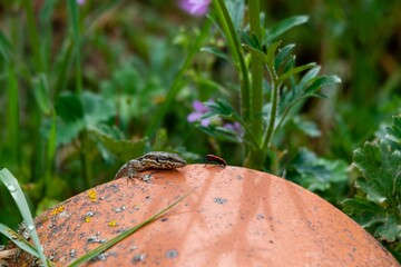 view of firebug versus wall lizard