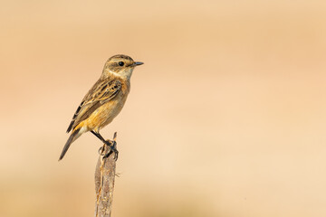 Eastern Stonechat perching on the tip of a  perch