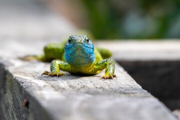 portrait of occidental green lizard