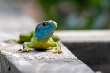 portrait of occidental green lizard
