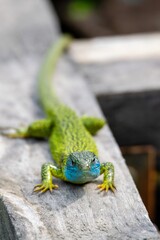 portrait of occidental green lizard