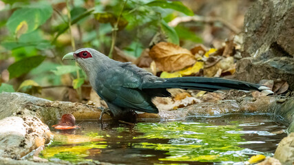 Green-billed Malkoha perching on the edge of waterhole