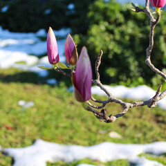 Snow melting, green grass and purple magnolia flowers. Square format