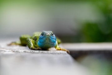portrait of occidental green lizard