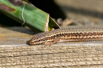 view of wall lizard on wooden board
