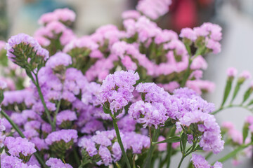 Pink limonium and green branches，Limonium sinense (Girard) Kuntze