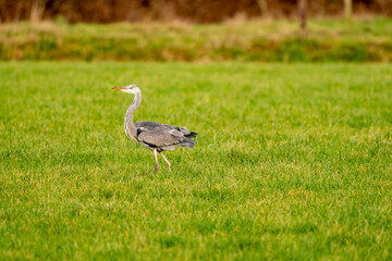 Obraz na płótnie Canvas Great Blue Heron runs on the green grass with the background out of focus, natural green and brown tones