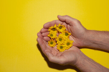 Yellow flowers in male hands top view on yellow background with space for text