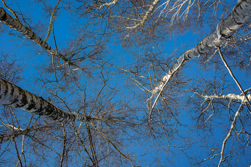 white birch trees without leaves against the background of a smooth cloudless winter sky