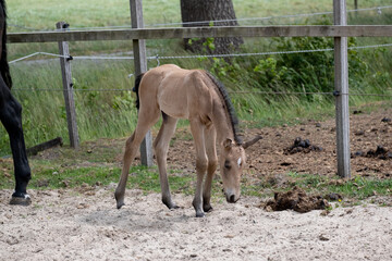 Young newborn yellow foal with a black mane and tail, curiously standing in a paddock in the sand....