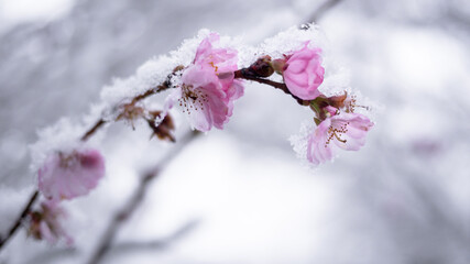 Cherry blossom in spring covered by sudden snow fall , under frost and icing, iced temporarily. Close up, macro