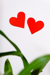 Two red heart, Love and Valentine's Day Concept