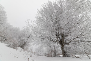Monte Fumaiolo with fresh snow, Italy