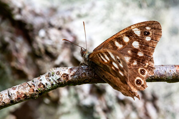 Papillon Tircis en gros plan