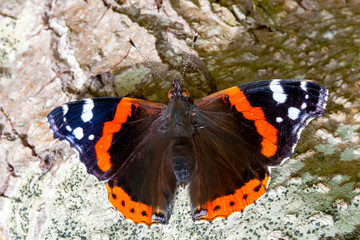 Papillon vulcain (vanessa atalanta) vu en plongée