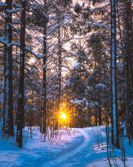 Winter forest with snowy path and bright sunbeams in sunny morning. Sun behind snow-covered trees. Beautiful soft pink yellow sunlight.  Sunshine and sun rays passing through woods Cold frosty weather