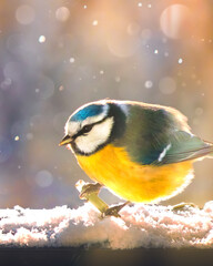 Blue Titmouse in winter snowfall. Close-up of cute fluffy bird with yellow belly. Sunny day in cold season. Soft yellow sun light. Feed birds in wintertime concept Bright spring card Color bokeh Shine