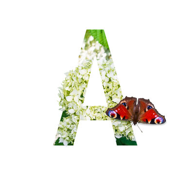 letter A of the floral alphabet with a peacock eye butterfly on a blooming white hydrangea isolated on a white background