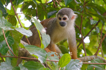 Squirrel Monkey (Saimiri sciureus) in Cuyabeno Wildlife Reserve (Amazonia, Ecuador)