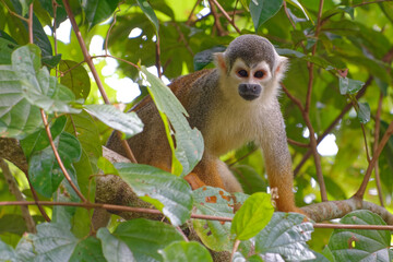 Squirrel Monkey (Saimiri sciureus) in Cuyabeno Wildlife Reserve (Amazonia, Ecuador)