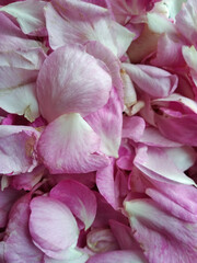 Fresh pink rose petals, flat photography, close up 