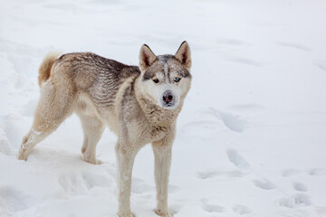 Young Siberian husky dog runs and has fun in deep snow after a h