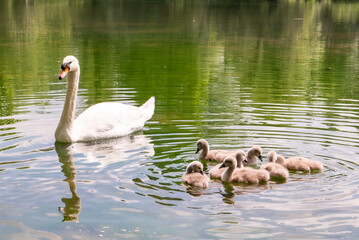 Cygne femelle et sa port&eacute;e dans un &eacute;tang