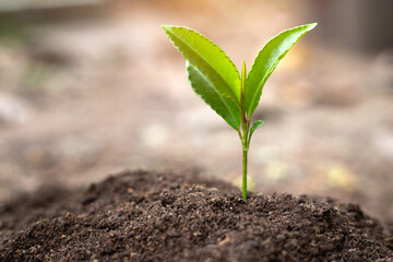 World environment day concept world earth day promotes oxygenation of the air Planting trees back to the forest to create awareness and love the forest.