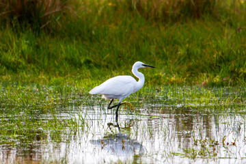 Grande aigrette dans le marais