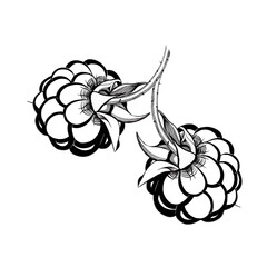 stylized two black and white black berry raspberry