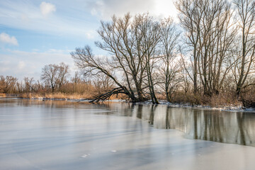 Backlit image of bare trees on the edge of a small lake. It is winter and part of the water surface is covered with ice. The photo was taken in the Dutch National Park Biesbosch.