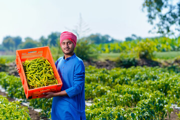 Young indian farmer collecting green chilly in plastic crates at green chilly field