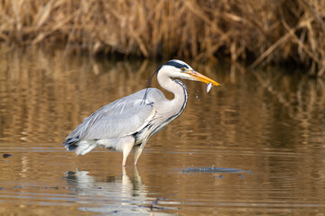 gray heron in fishing ponds and marshes europe