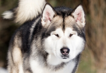 dog malamute on a winter walk