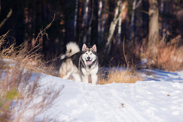 dog malamute on a winter walk