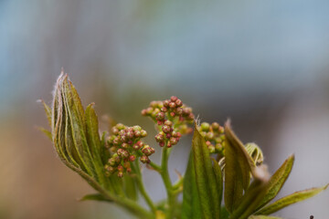 Siberian rowan bud macro close up.