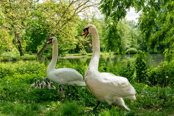 Cygne mâle défendant sa portée