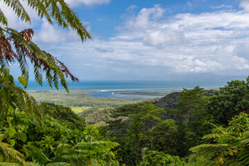 Fototapeta na wymiar In the jungle of Daintree National Park in Queensland, Australia