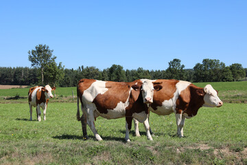 Naklejka na ściany i meble grazing swiss cows on the meadow