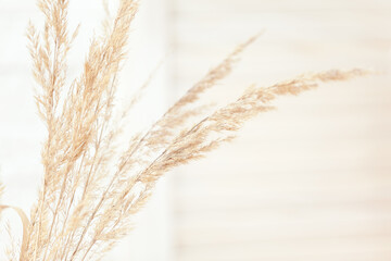 Dry pampas grass in a blue vase on white background.