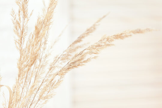 Dry Pampas Grass In A Blue Vase On White Background.