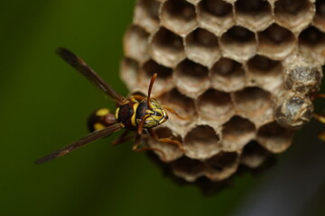 Ropalidia paper wasps guarding the nest