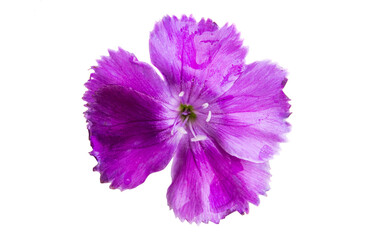 lilac carnation isolated